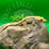 Thumbnail: TriColor Crested Gecko 