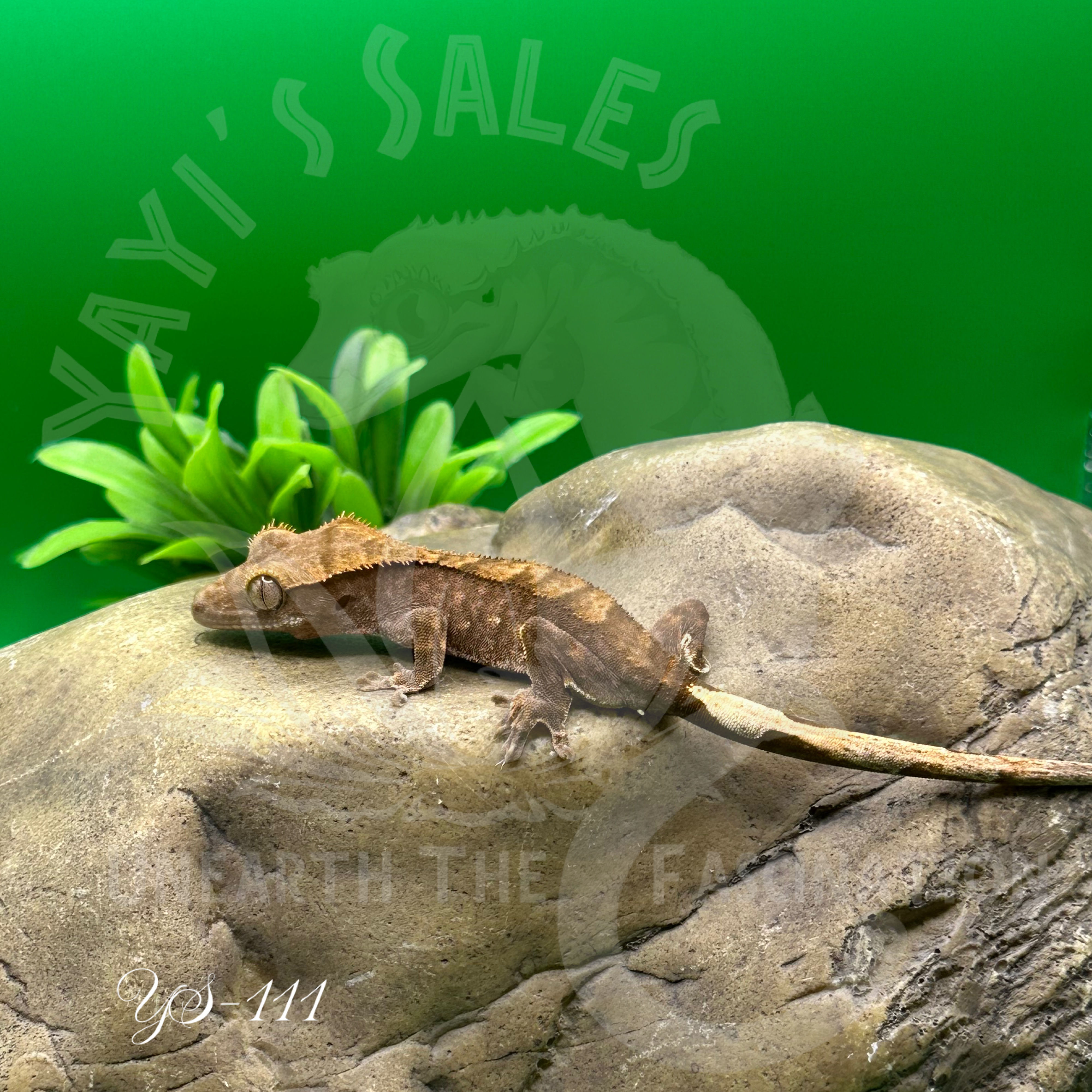 Brindle Crested Gecko