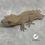 Thumbnail: Phantom Crested Gecko 