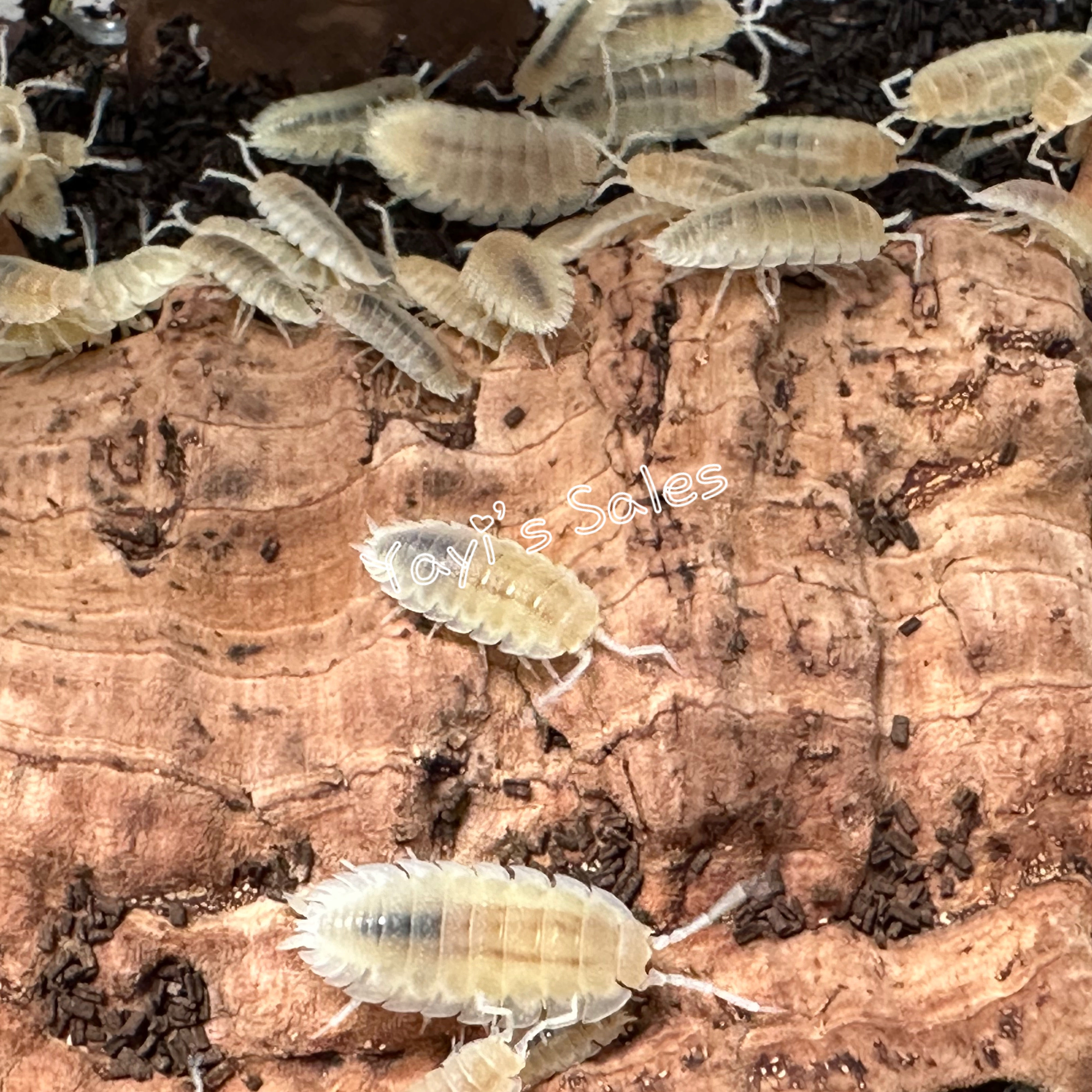 Porcellionides Pruinosus "White Out"
