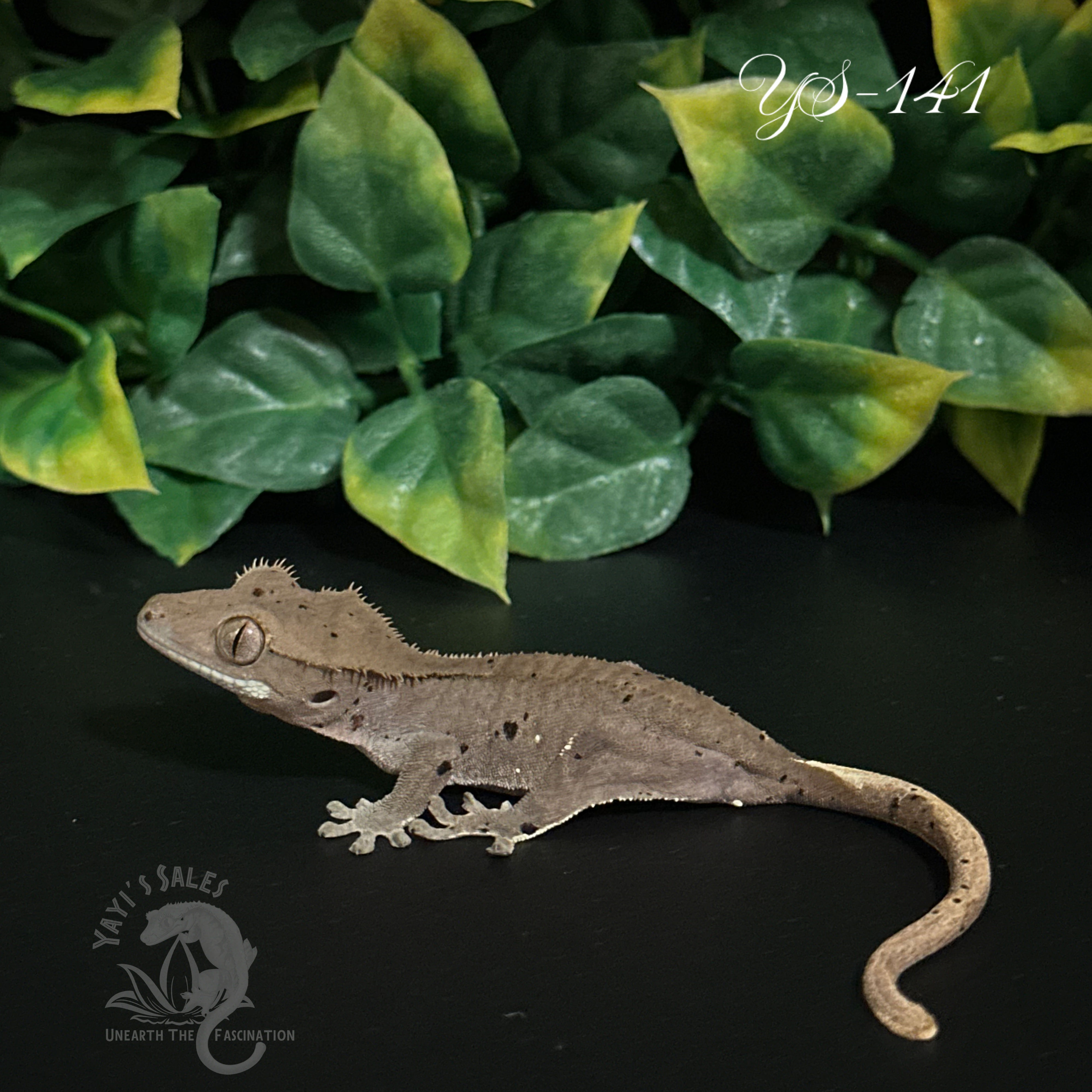 Phantom Dalmatian Crested Gecko