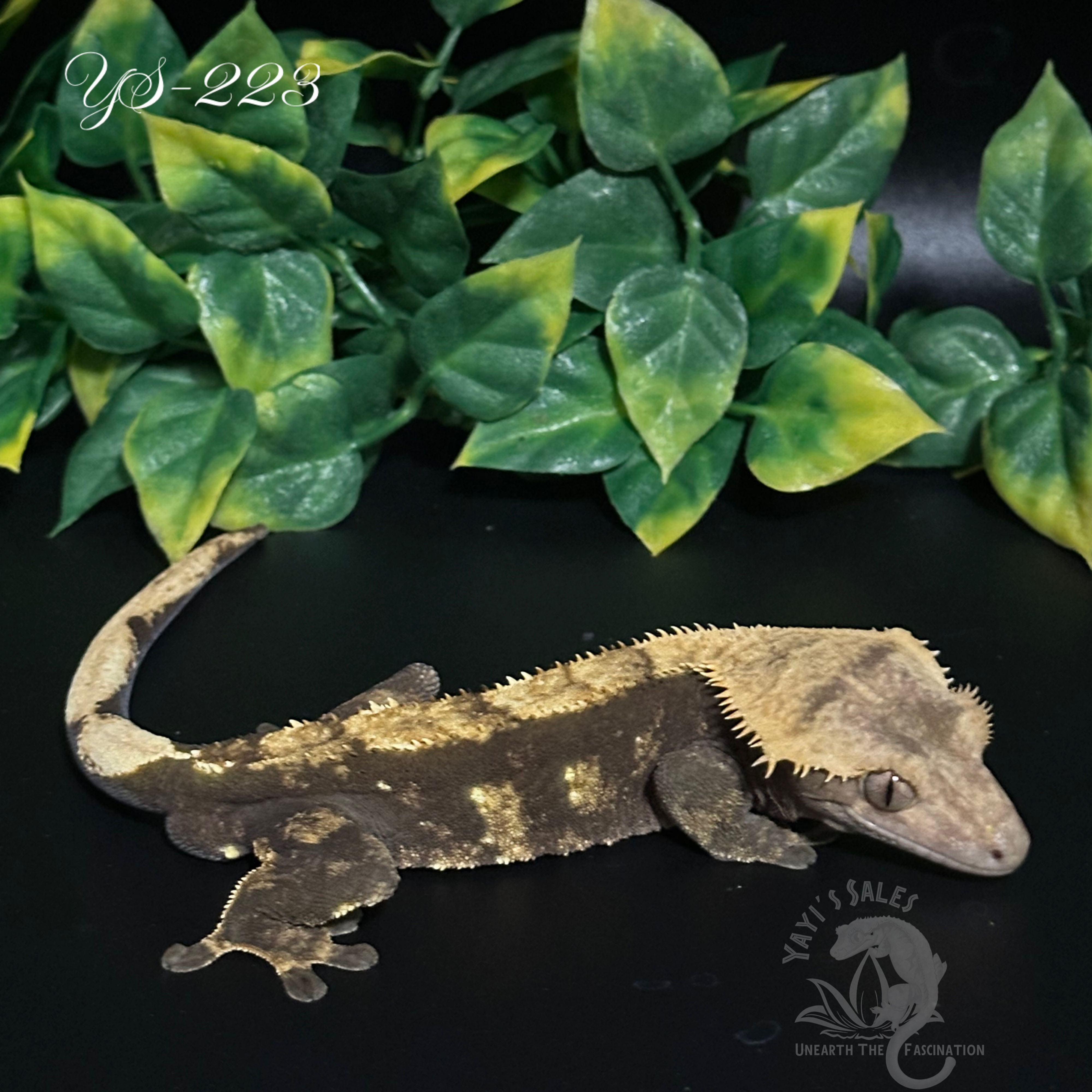 Low Expression Harlequin Crested Gecko