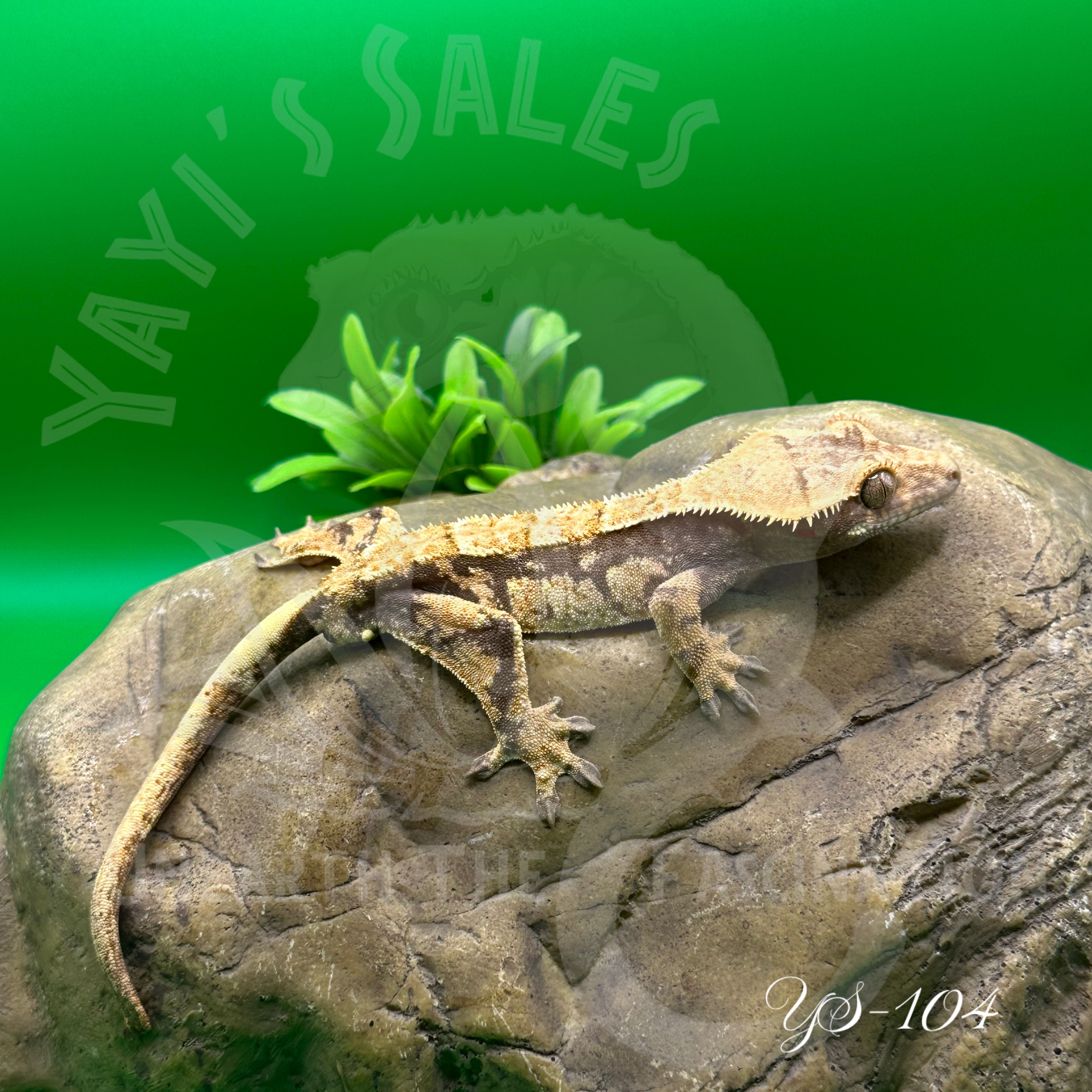 TriColor Crested Gecko