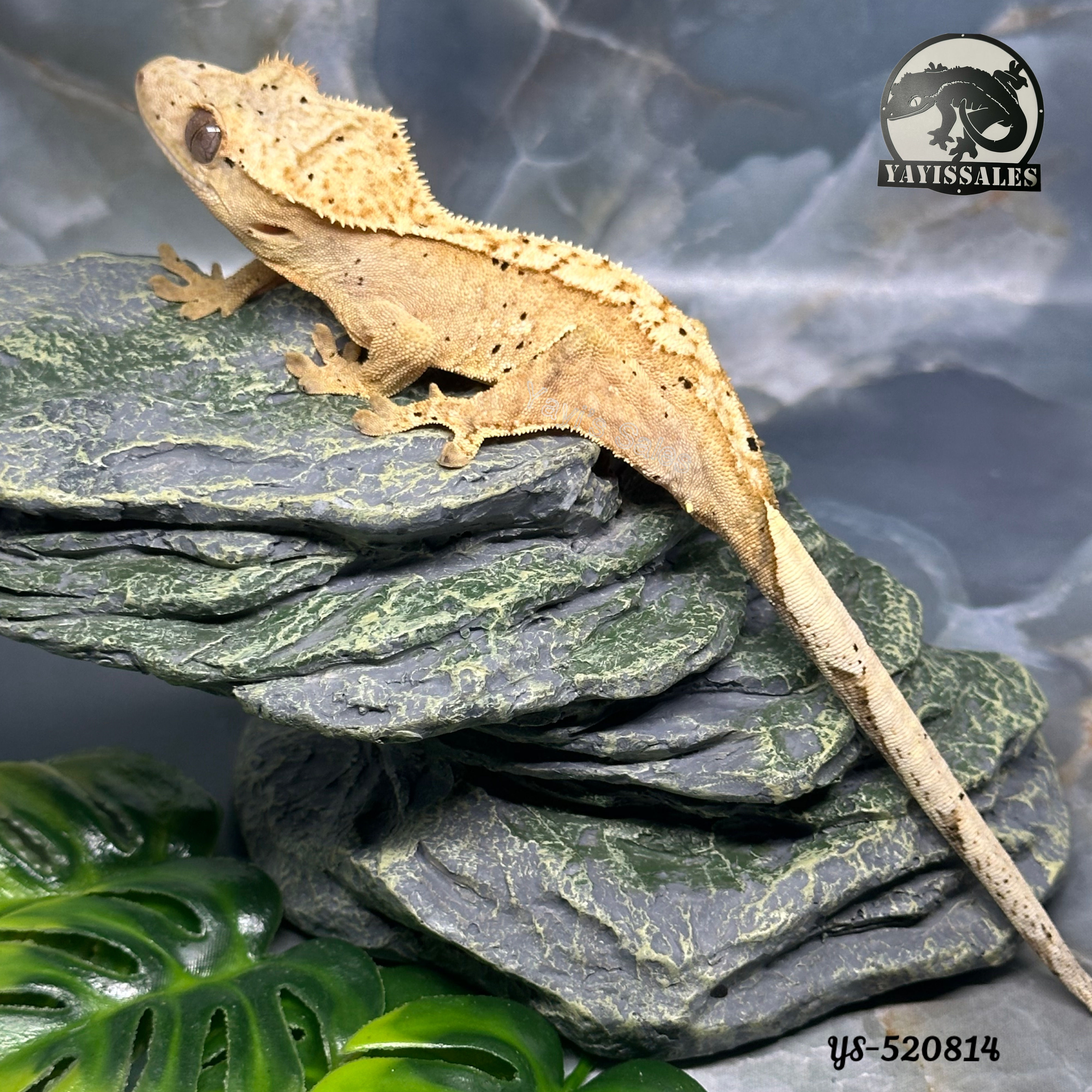 Flame Crested Gecko