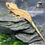 Thumbnail: Flame Crested Gecko
