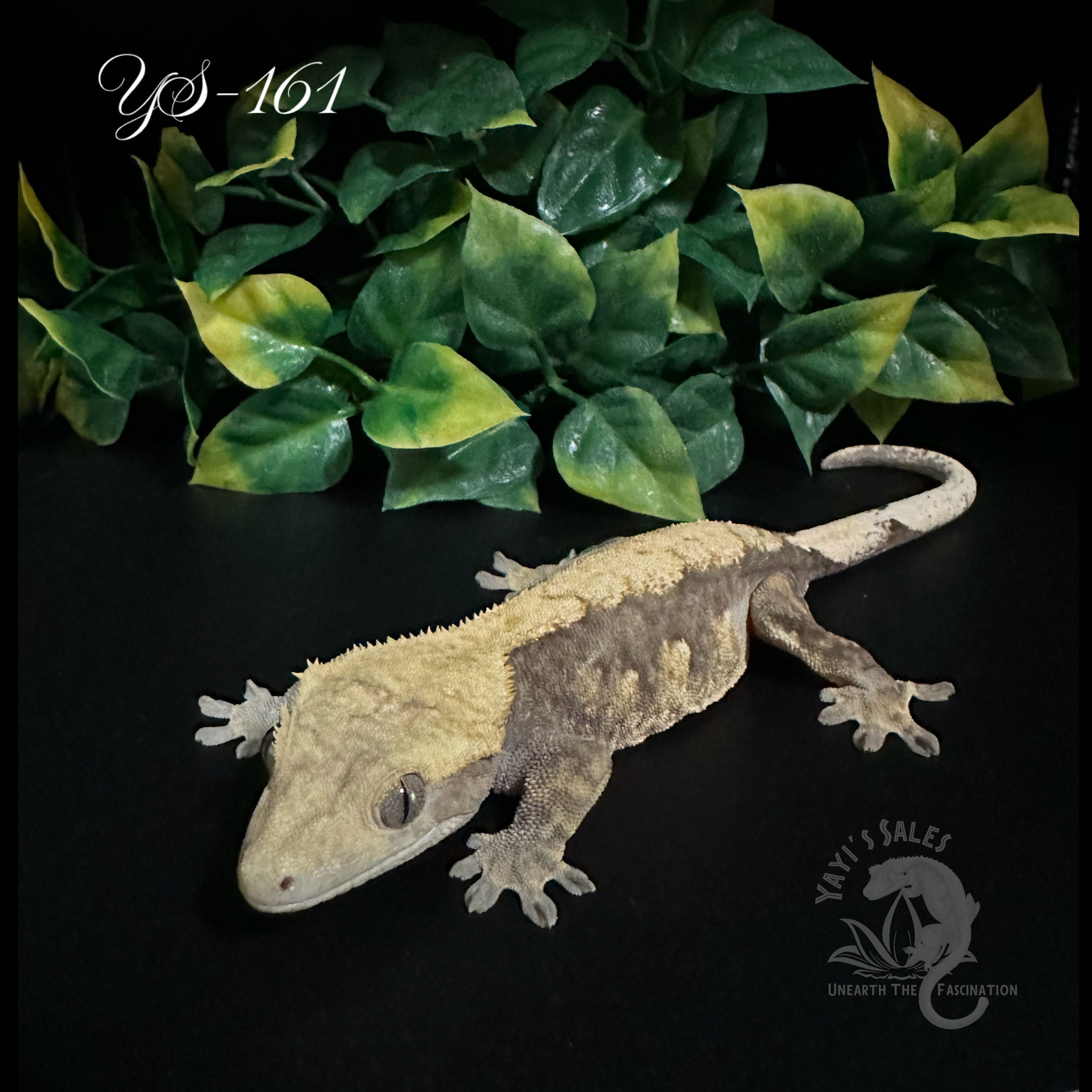 Low Expression Harlequin / Lavender Crested Gecko