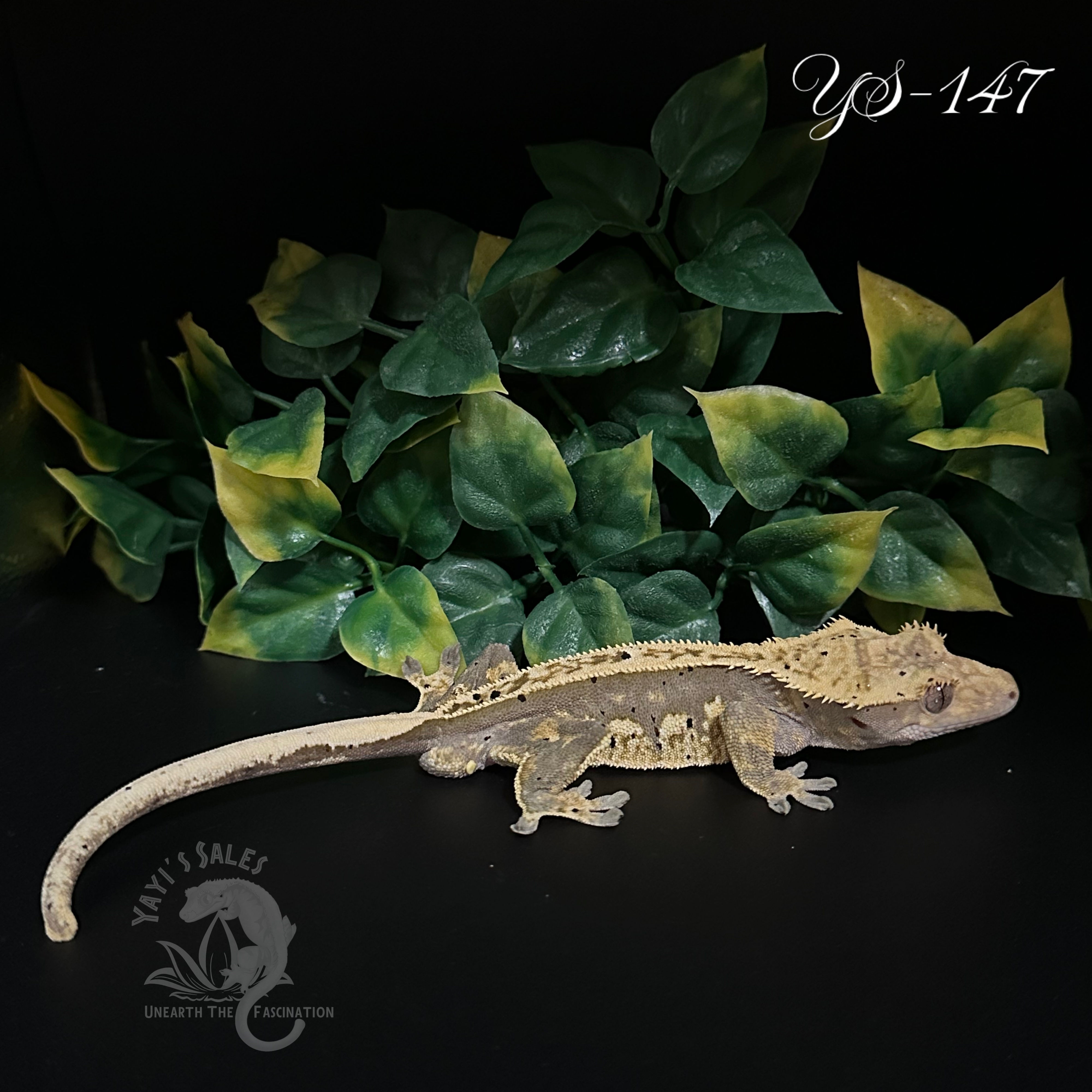 Harlequin Crested Gecko