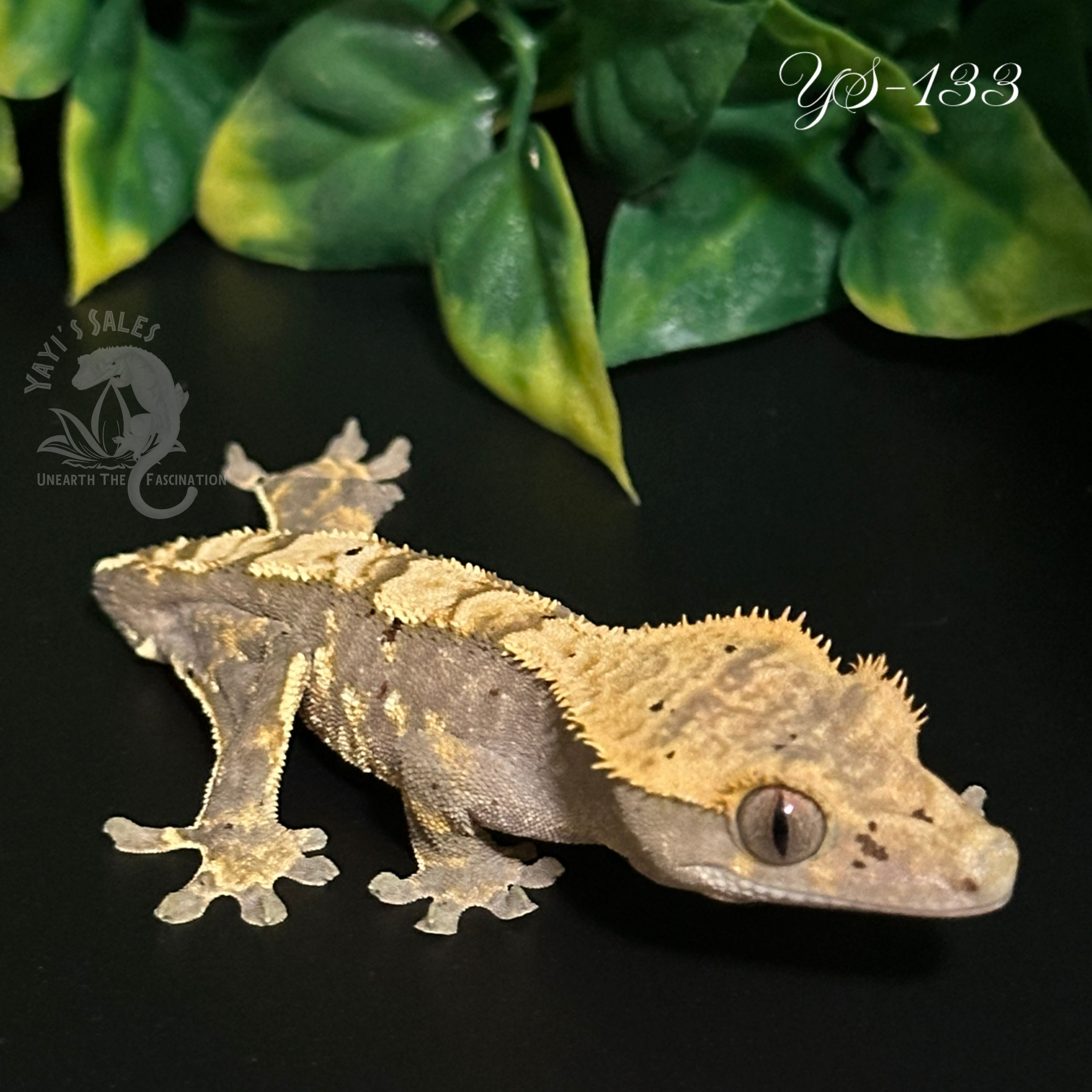 Harlequin/Lavender Crested Gecko