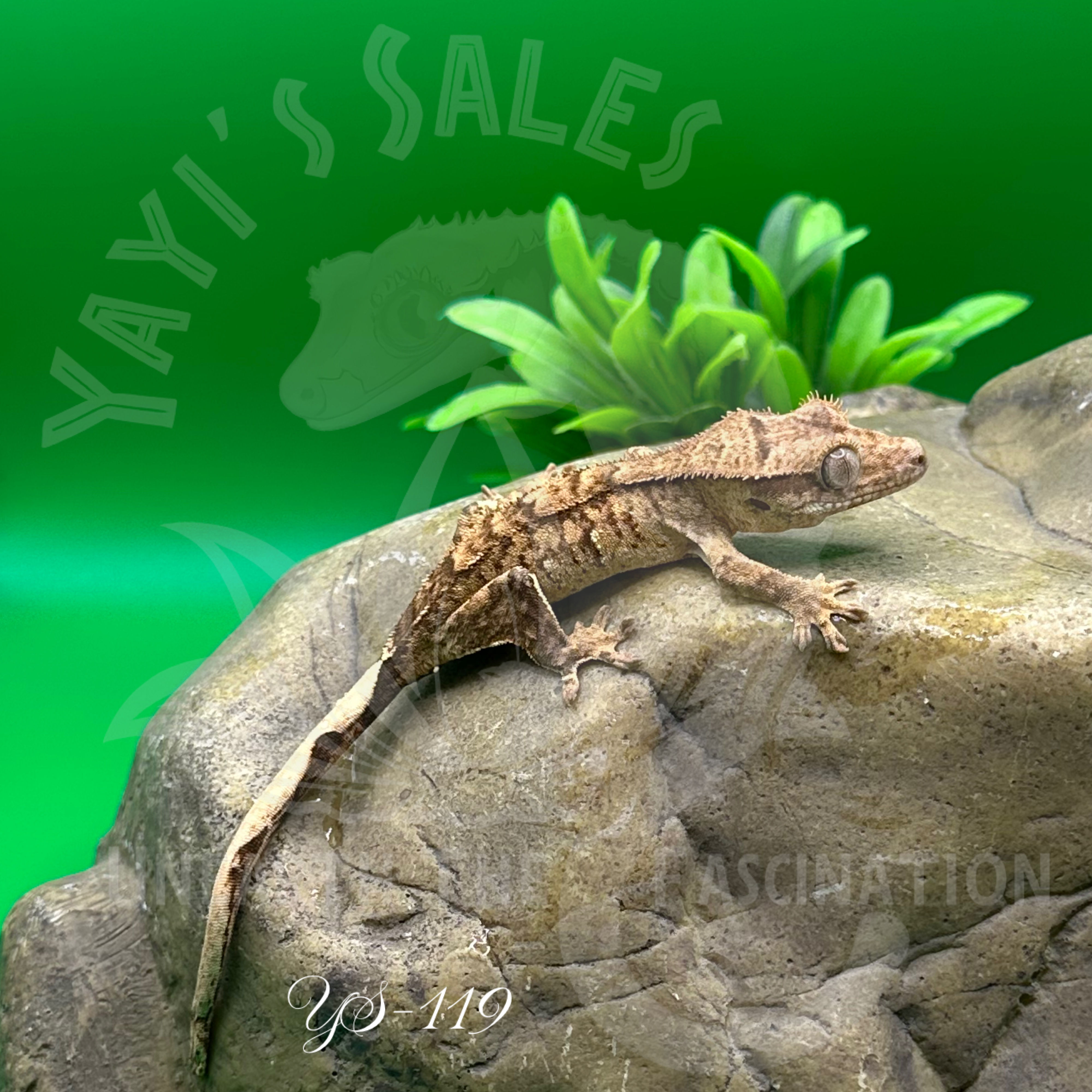 Brindle Crested Gecko