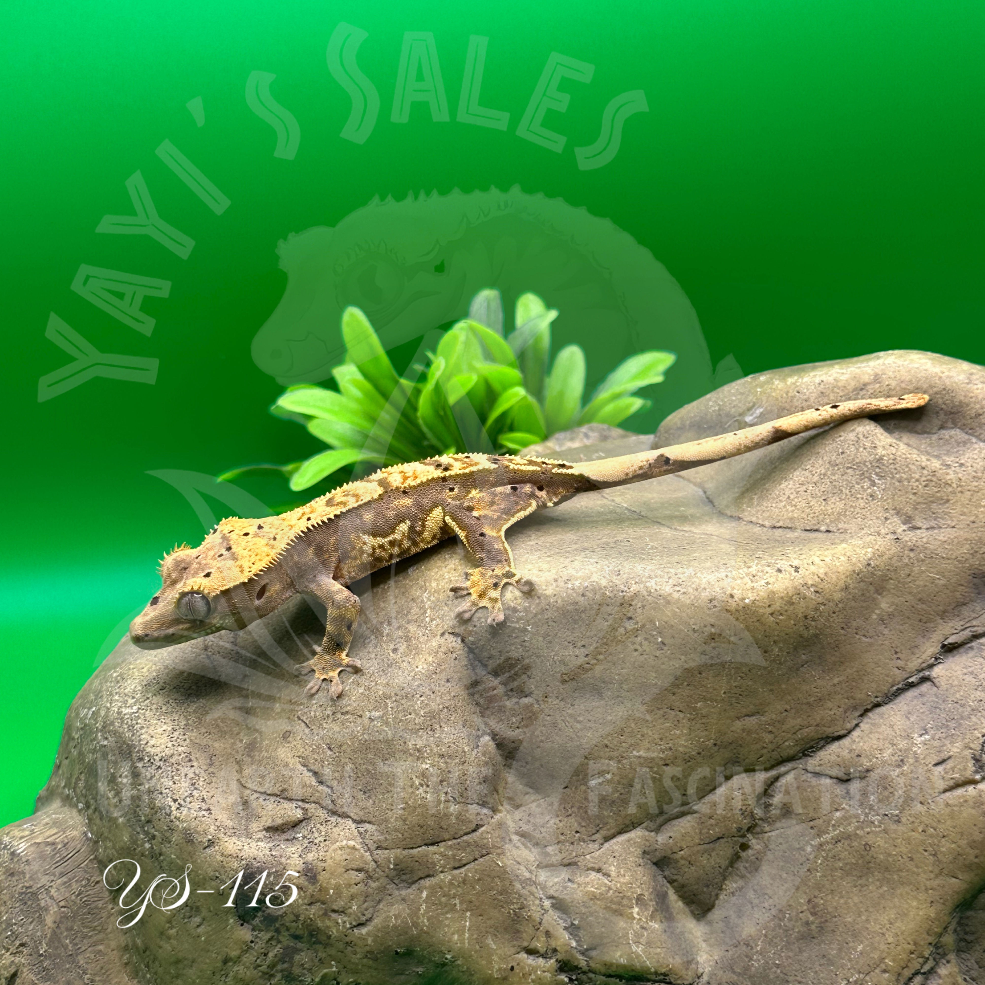 Harlequin Crested Gecko 