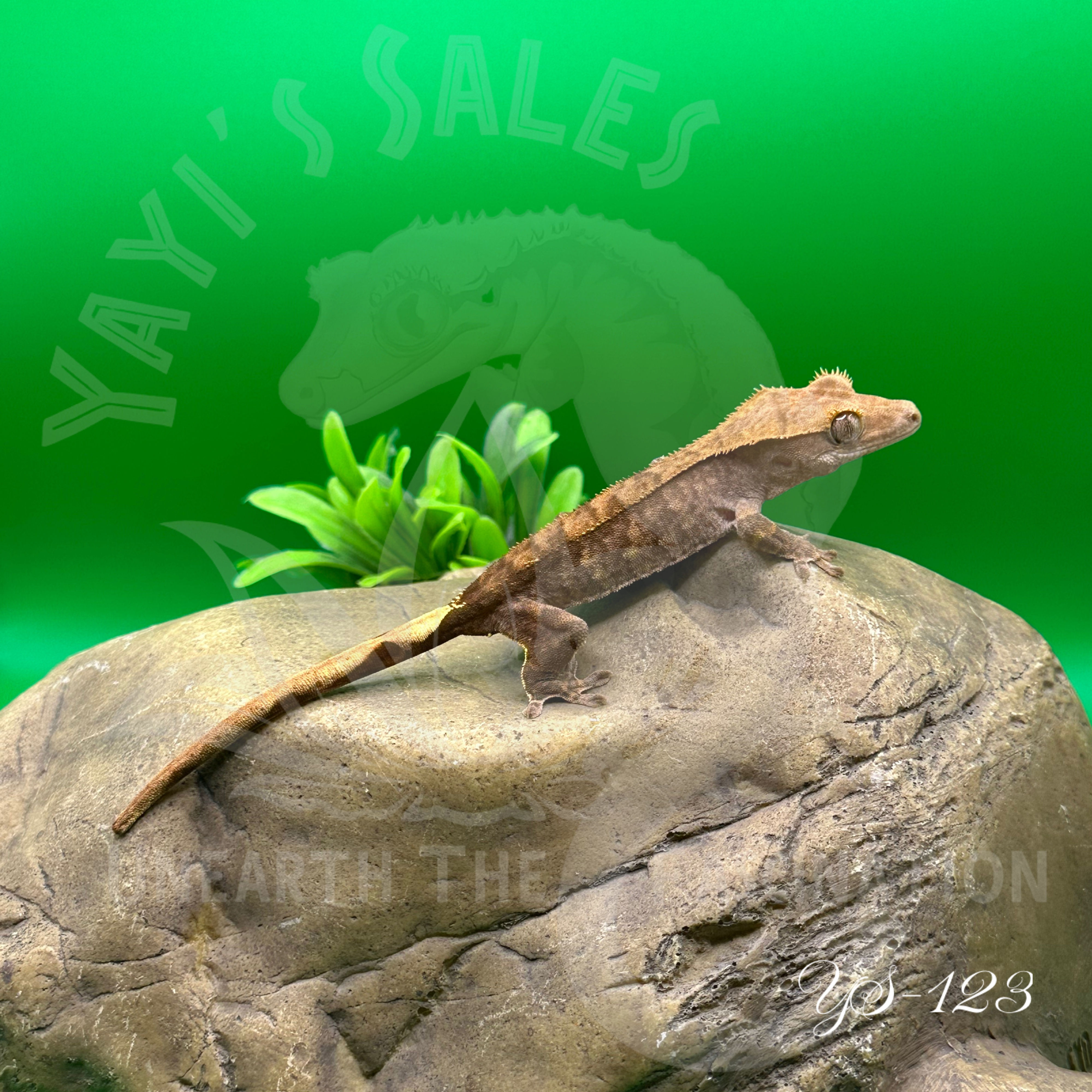 Brindle Crested Gecko