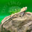 Thumbnail: TriColor Crested Gecko
