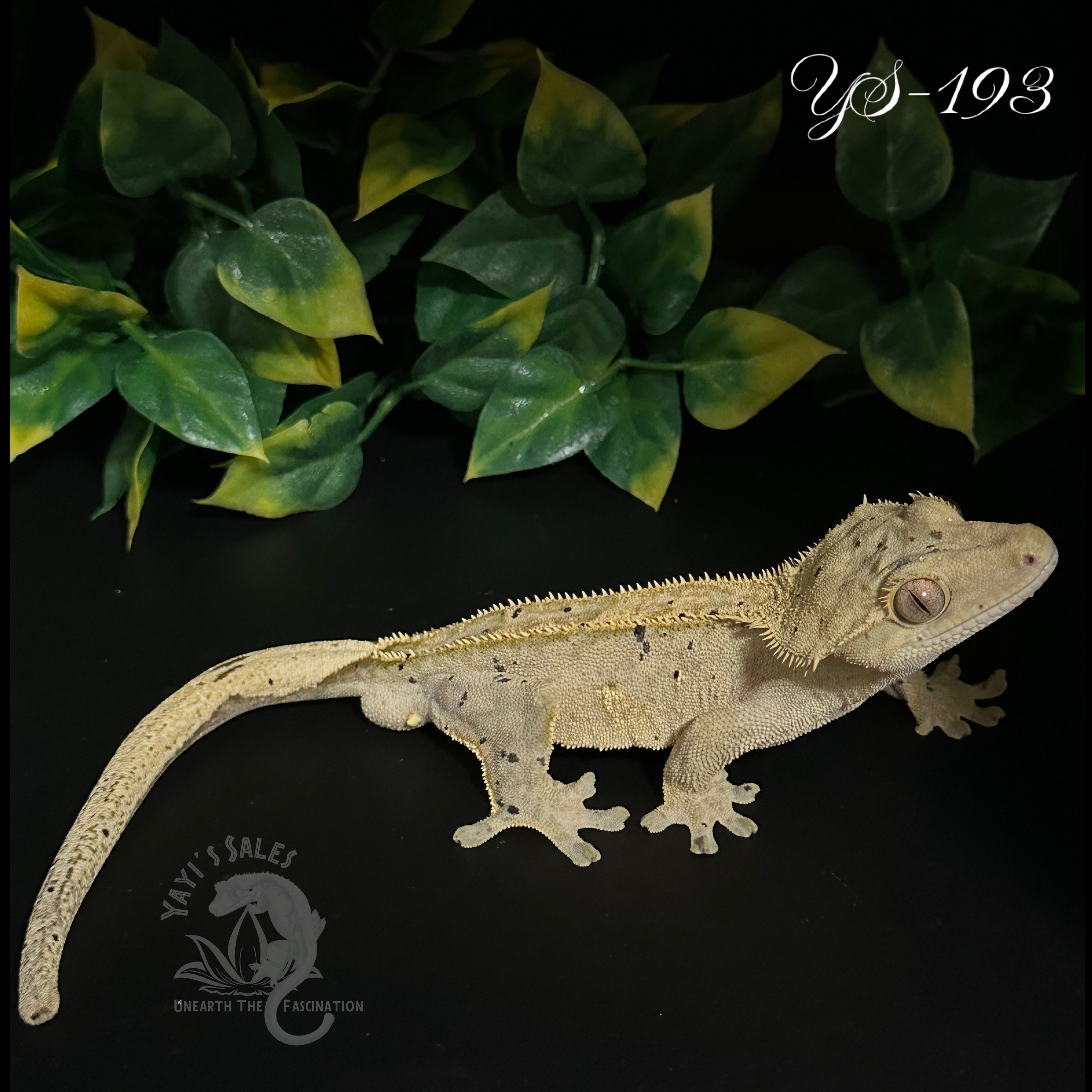 Low Expression Harlequin Dalmatian Crested Gecko