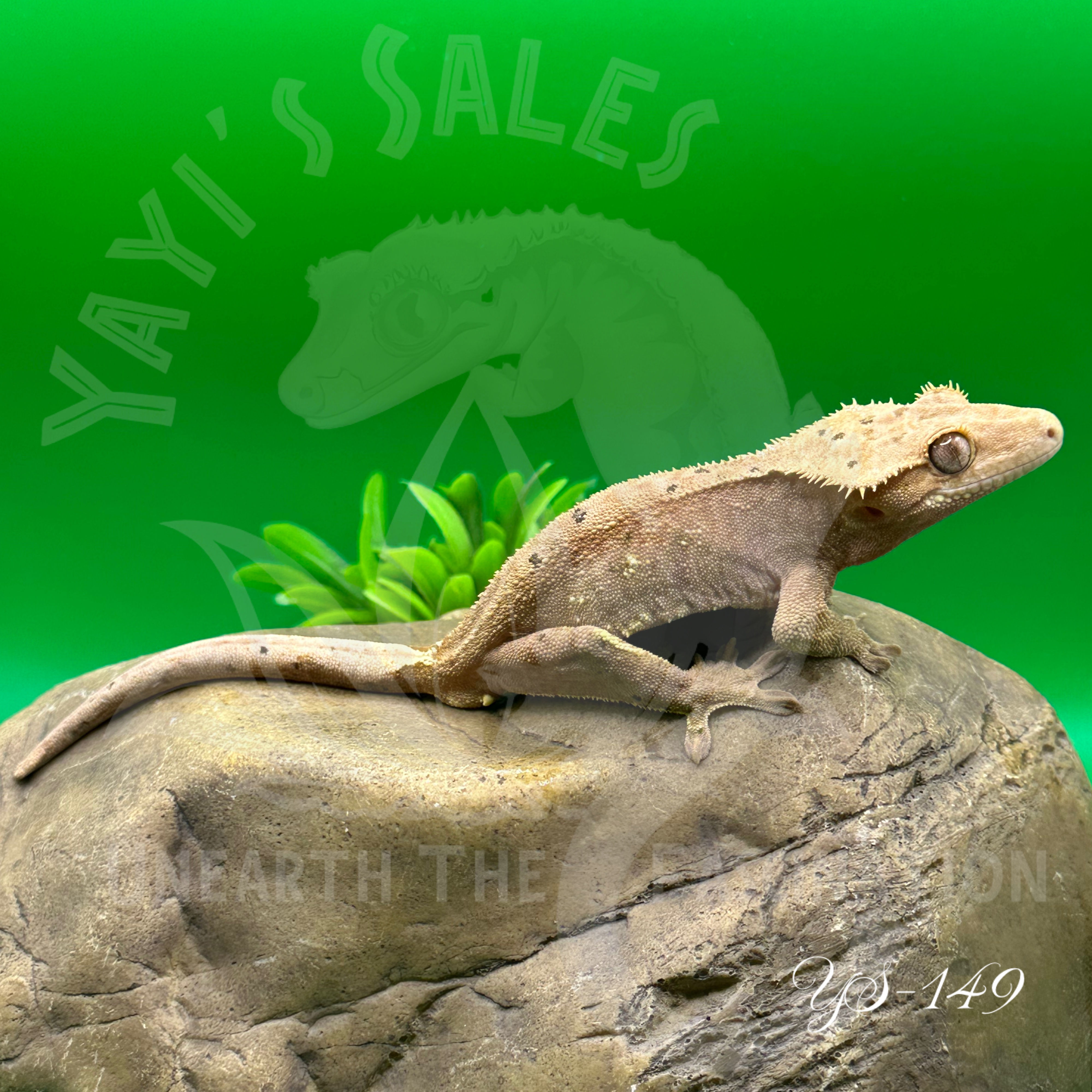Phantom Crested Gecko
