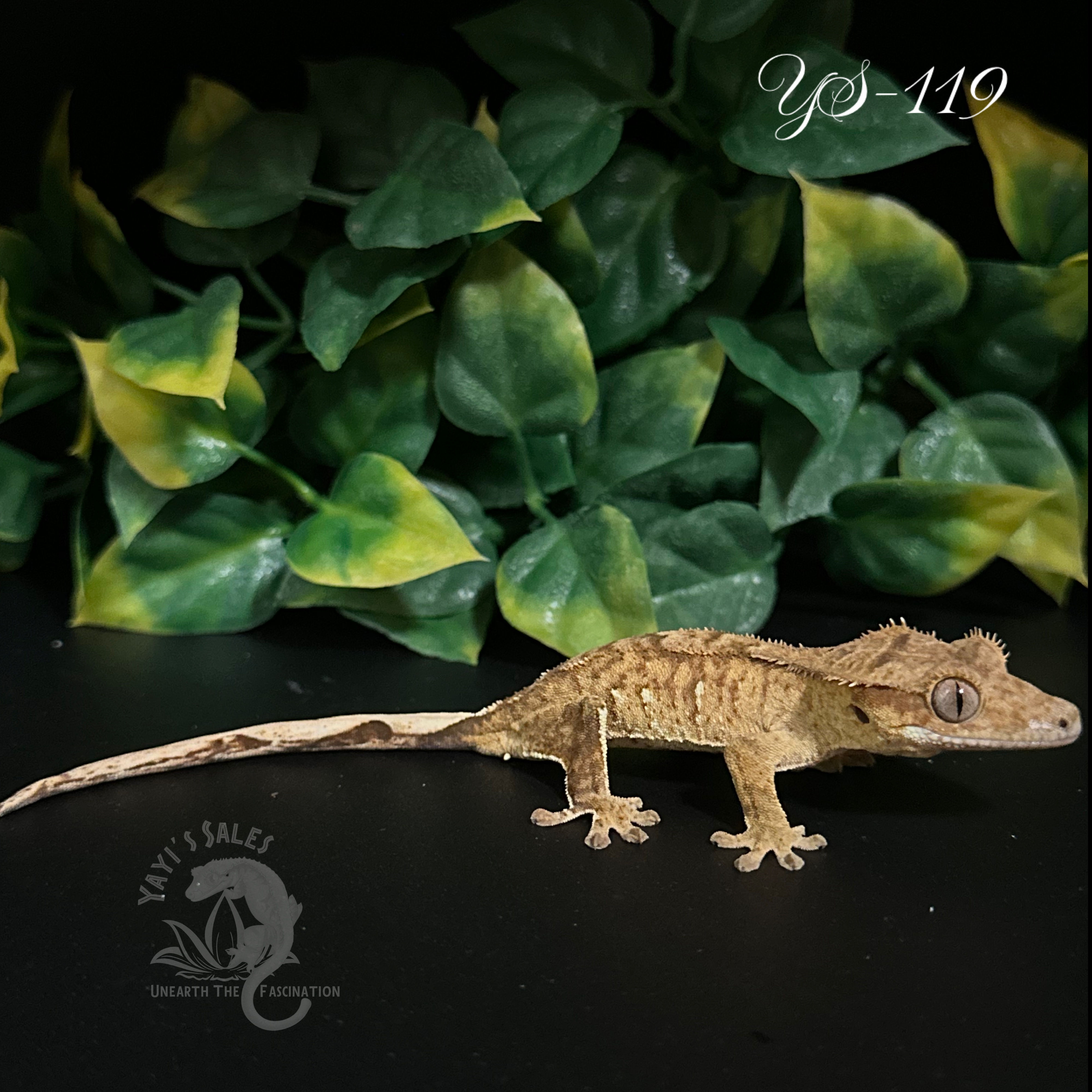 Brindle Crested Gecko