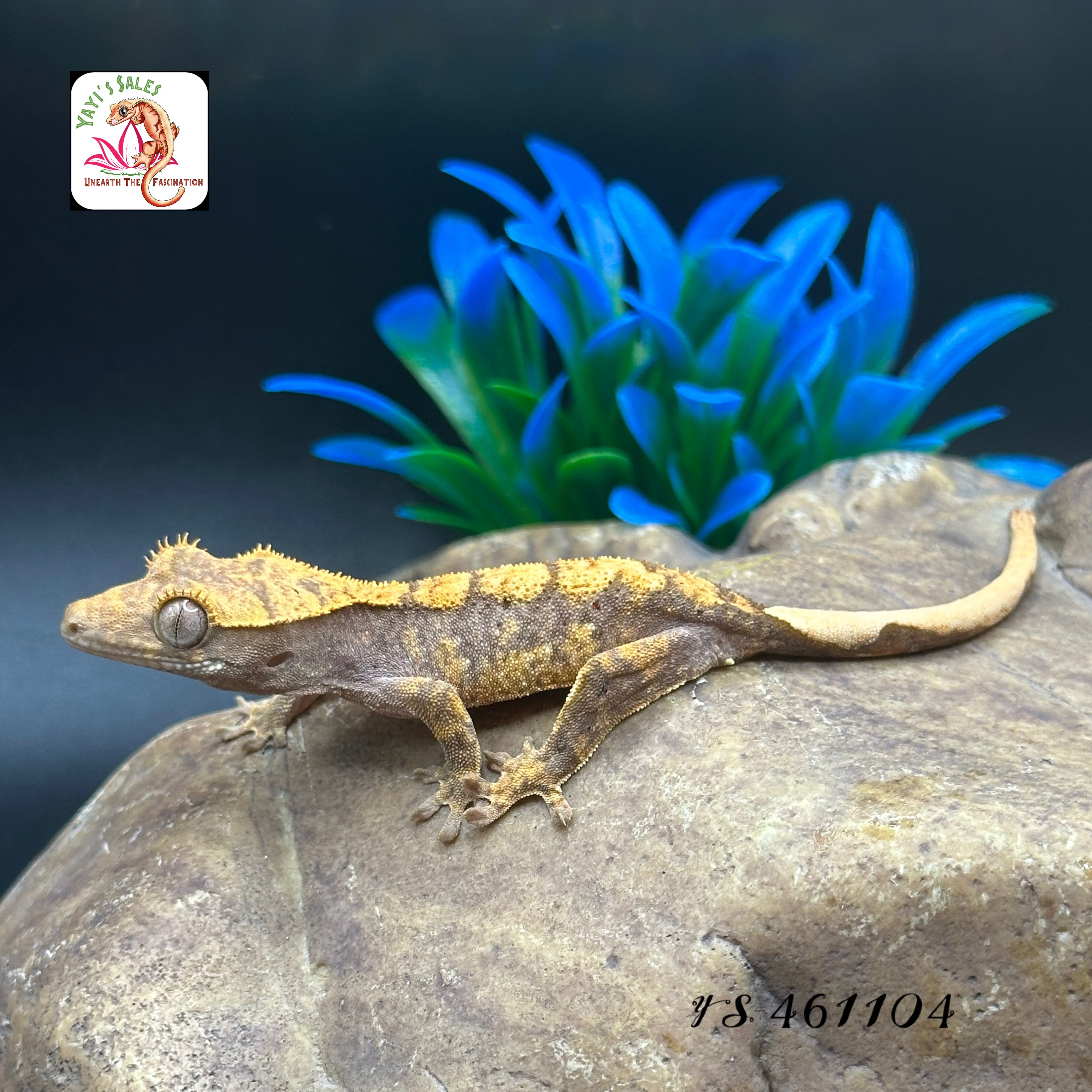 Harlequin Crested Gecko