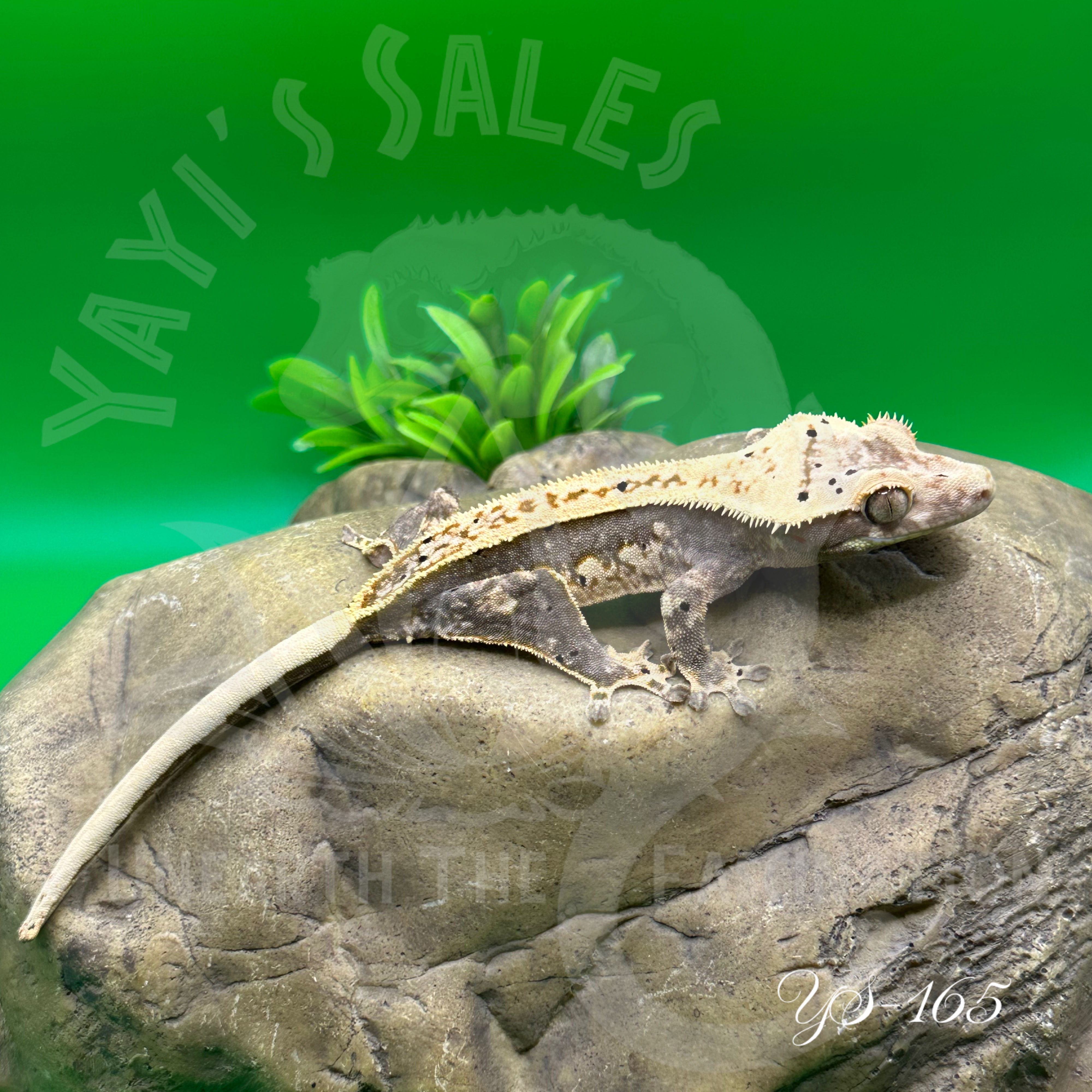 Harlequin Crested Gecko