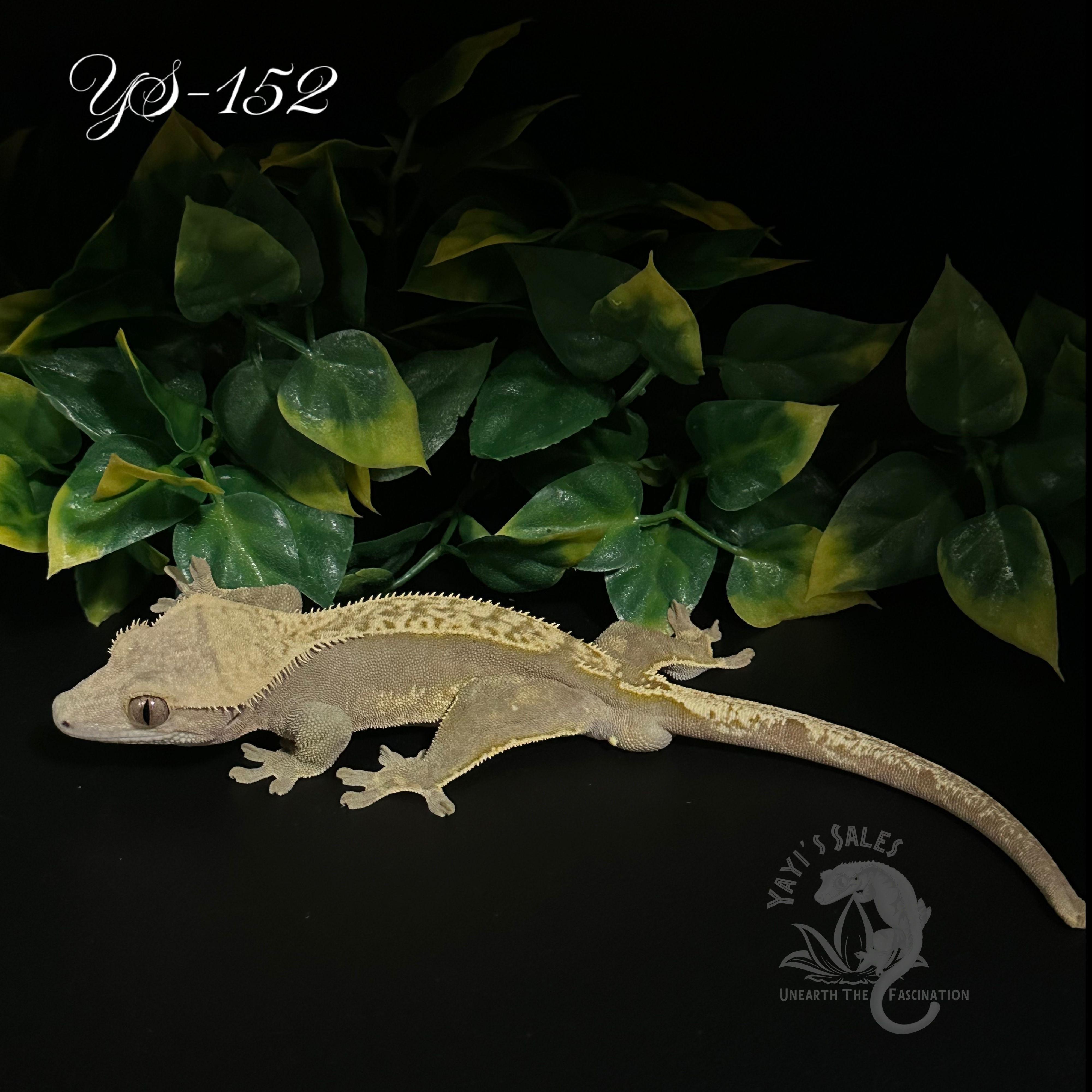 Low Expression Harlequin Crested Gecko