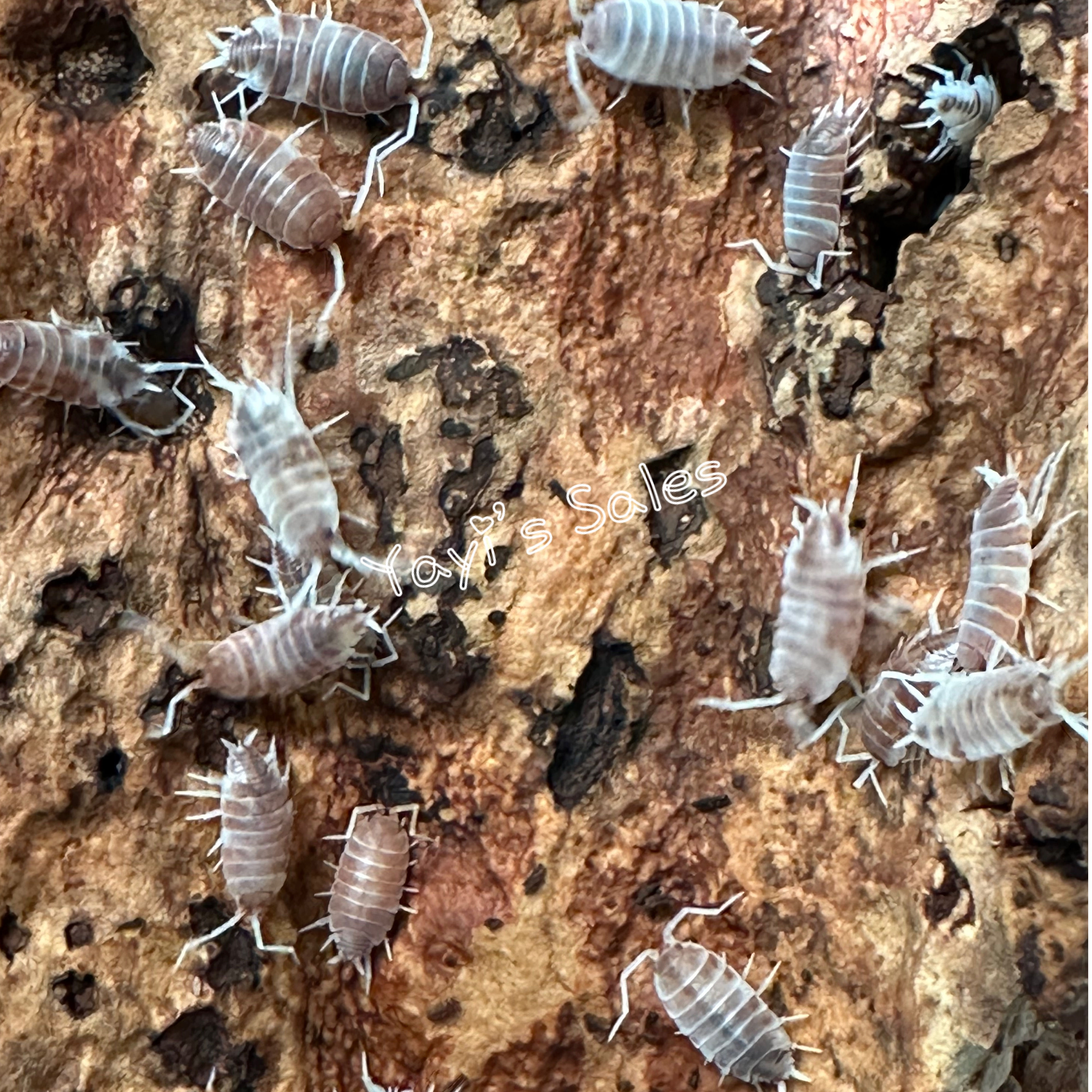 Porcellionides Pruinosus "Orange Cream"