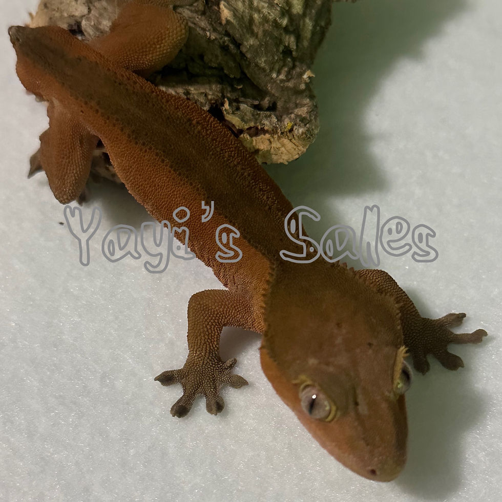 Thumbnail: Phantom Bicolor Tailless Crested Gecko