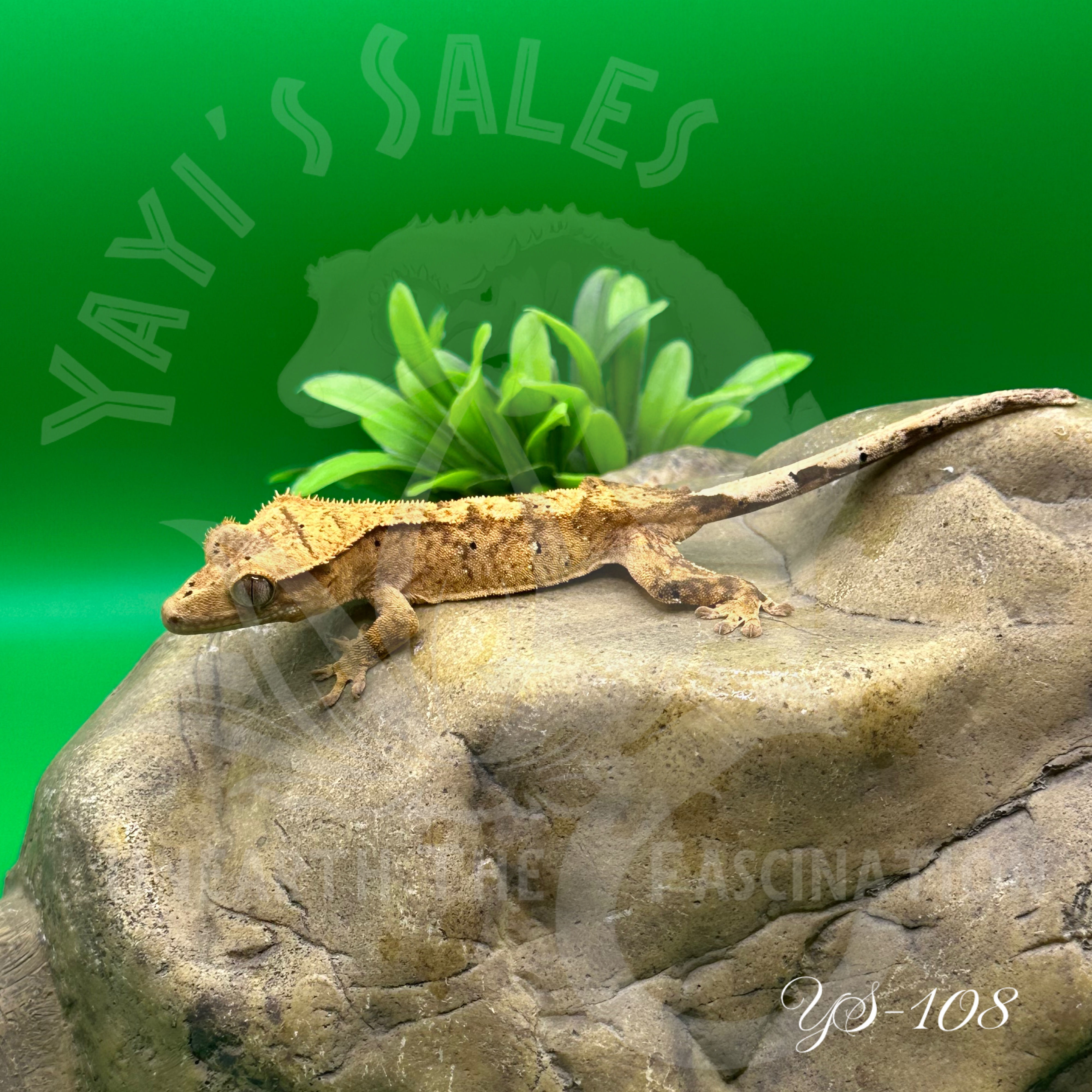 Brindle Crested Gecko