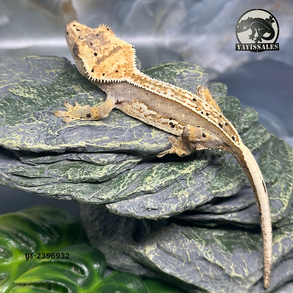 Thumbnail: Harlequin Crested Gecko