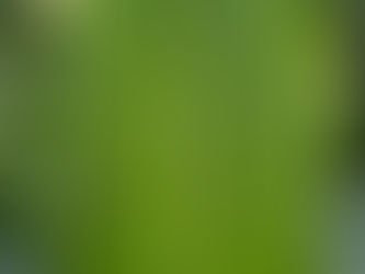 Plant Medicine: Merging with the Light of Healing