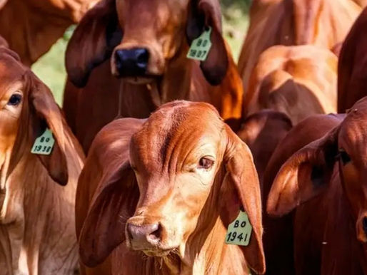 Chihuahua mantiene 38 hatos con tuberculosis bovina; concentran mayoría en el sur del estado