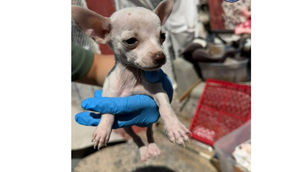 Chihuahua: rescatan decenas de animales en operativos contra el maltrato en Juárez