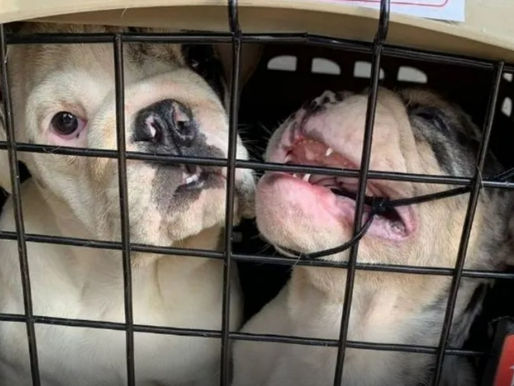 Ataque armado en Ciudad Juárez deja dos perros muertos; protegían a su dueño