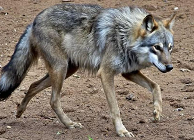 Liberan en Chihuahua a hembra de lobo gris mexicano como parte de programa binacional