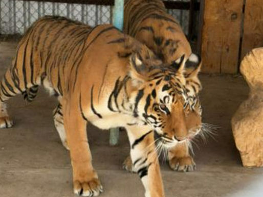 Hallan dos tigres de bengala en domicilio de Nonoava; autoridades los ponen bajo resguardo