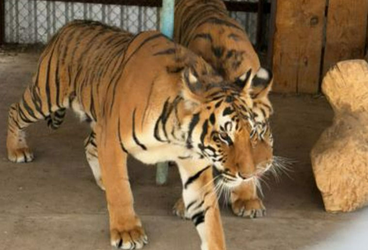 Hallan dos tigres de bengala en domicilio de Nonoava; autoridades los ponen bajo resguardo