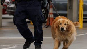 Perros K-9 apoyan Operación Mochila en escuelas de Chihuahua para detectar drogas