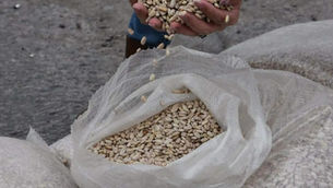 Chihuahua: agricultores luchan por vender su cosecha tras recuperación productiva