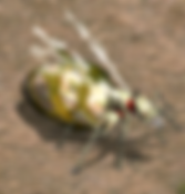 거대여왕개미.webp