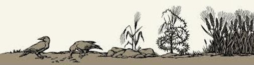 Four types of soil in the parable of the sower showing seeds eaten by birds, rocky ground, thorny growth, and fruitful good soil