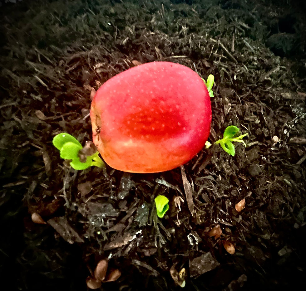 Anthropocene Apple Alexa Muen