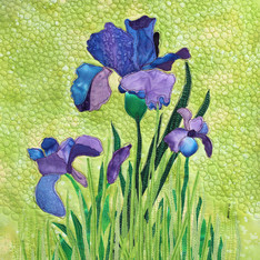 purple iris blooming artwork sandy moore