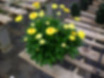 Strawflower Basket