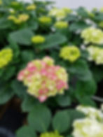 Hydrangea Merrit Supreme