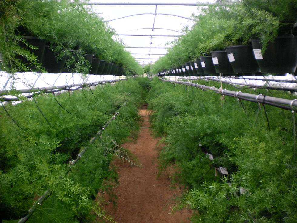 asparagus ferns