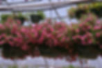 Calibrochoa basket