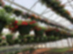 Calibrochoa Baskets