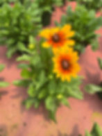 Rubeckia Sunbeckia