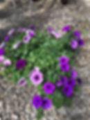 Wave Petunia Mix Basket
