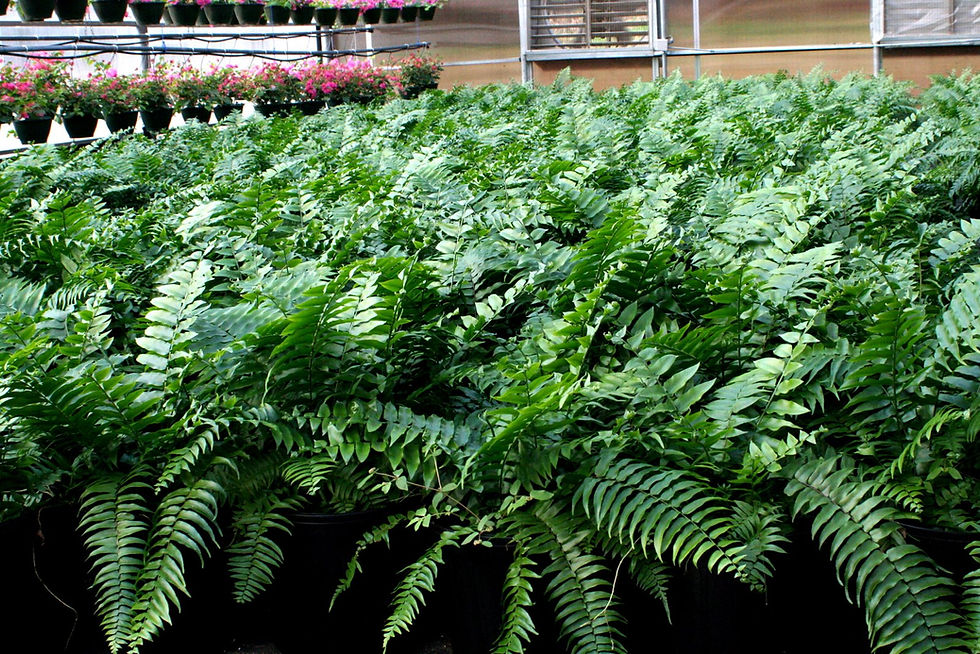 Macho Ferns (2)