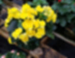Reiger Begonia