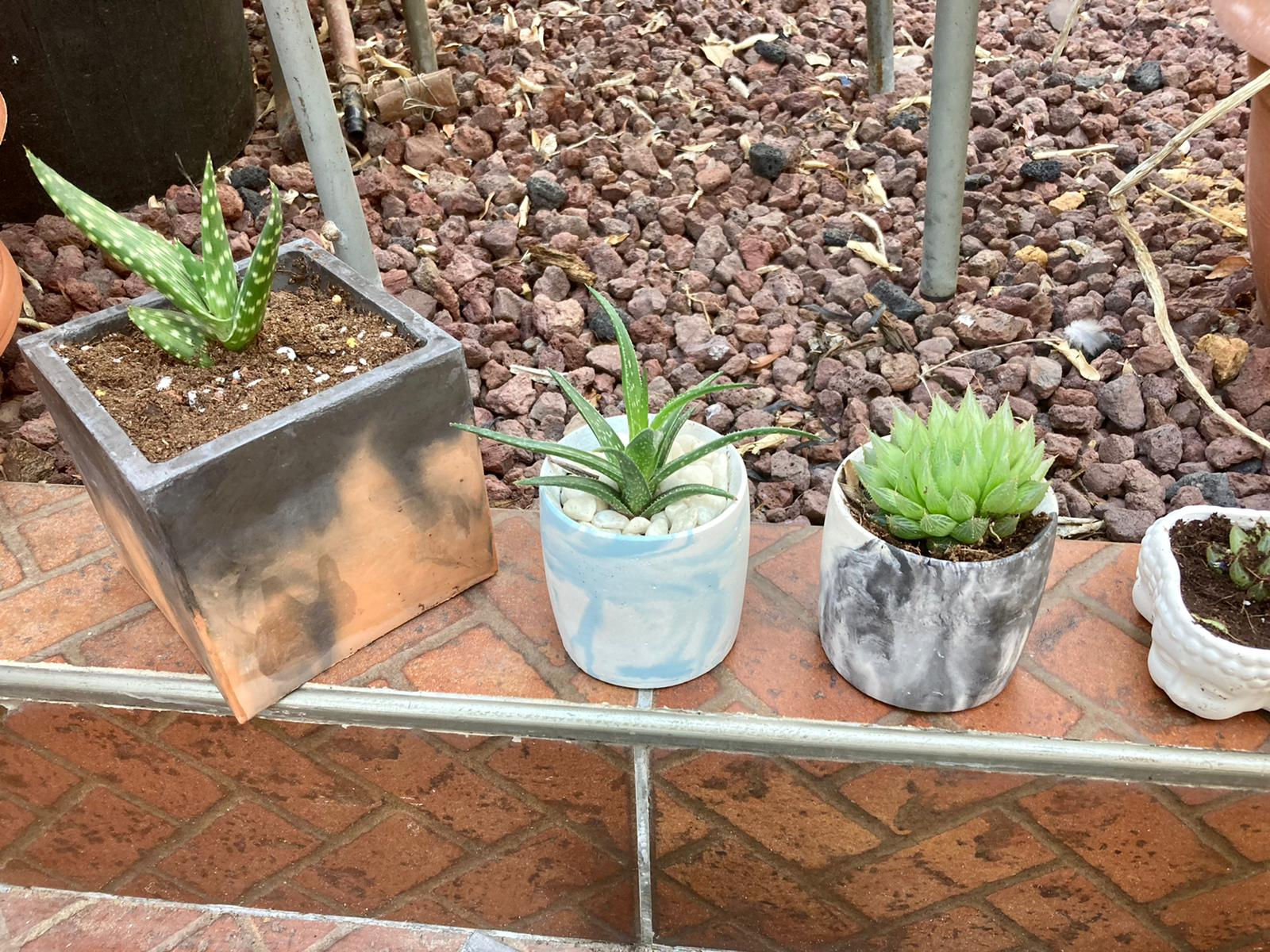 עציץ בטון עגול