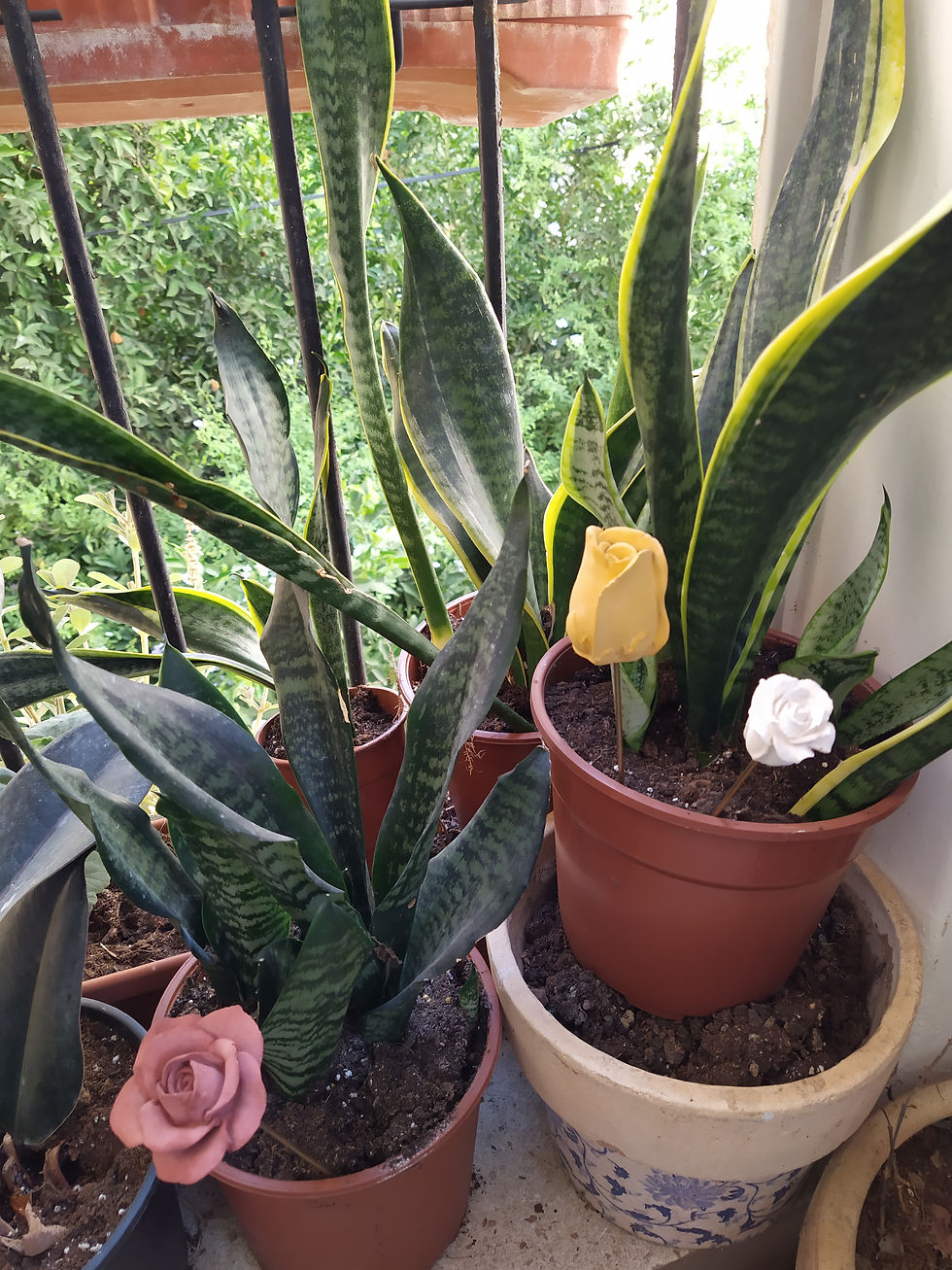 תמונה ממוזערת: פרחי ורדים בינוניים להוספה לעציץ